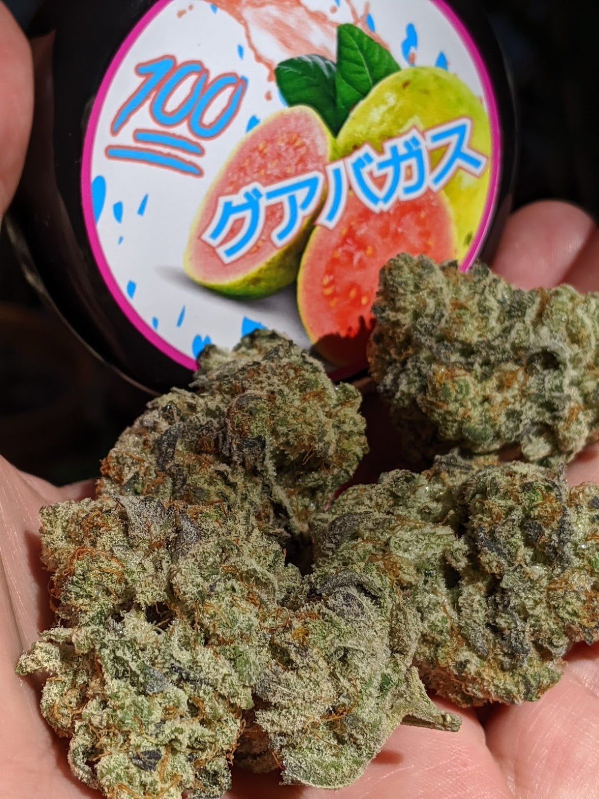 Gas Boys Co. | Guava Gas | Premium Flower | 5g SALE